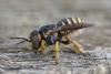 Anthidium sp.